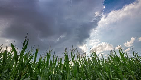 Wind-and-dark-clouds-blowing-across-a-cornfield---time-lapse