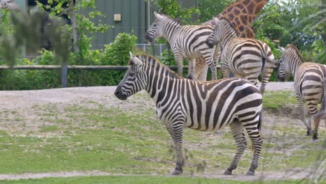 Zebras-scatter-in-fear-and-then-return-to-graze,-solo-zebra-stands-still
