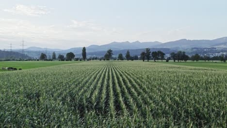 Maize-field-with-mountains-in-background,-aerial-drone-view