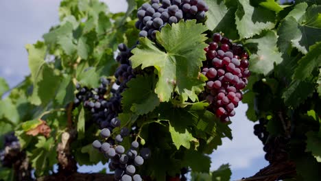 Hand-held-shot-of-large-collections-of-ripe-purple-grapes-hanging-on-the-vines
