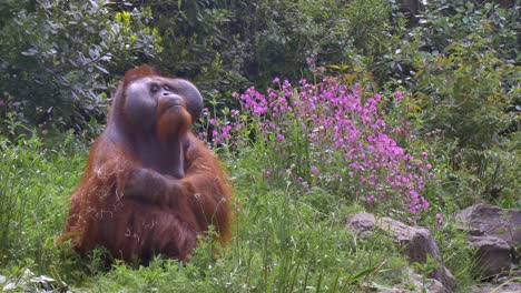 Dublin-Zoo-Northwest-Bornean-Orangutan-stares-at-ground-by-purple-wildflowers