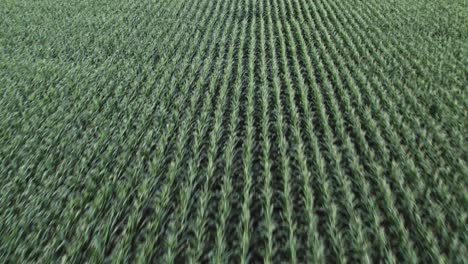 Endless-field-of-maize-in-green-vibrant-color,-aerial-fly-back-view