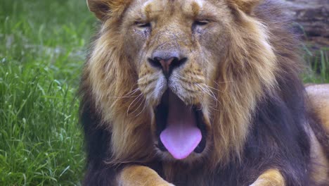 Lion-yawns-opens-large-mouth-and-shows-off-huge-pink-tongue-as-it-lies-down