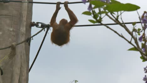 Orangután-Del-Noroeste-De-Borneo-Trepando-Cuerdas-Con-Largos-Brazos-Extendidos-Balanceándose-En-El-Zoológico-De-Dublín,-Irlanda