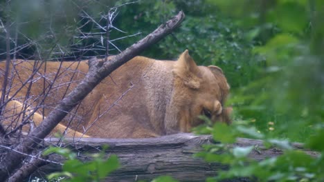 Die-Löwin-Im-Zoo-Von-Dublin-Legt-Zum-Schlafen-Und-Entspannen-Den-Kopf-Nach-Unten-Und-Dreht-Sich-Auf-Die-Seite