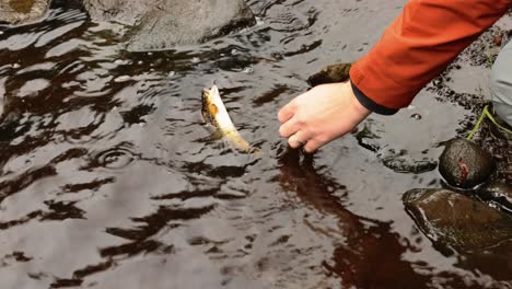 Hand-held-shot-of-a-wild-brown-trout-jumping-around-trying-to-unhook-itself