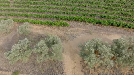Aerial-descending-shot-overhead-rows-of-vineyards-in-the-south-of-France