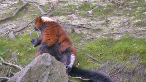 Red-ruffed-lemur-with-shocked-face-holds-arms-outstretched-as-it-sits-back-dublin-zoo-ireland