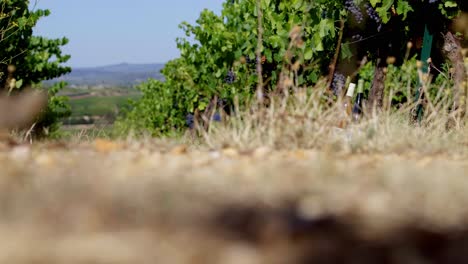 Low-angle-shot-along-ripe-vines-ready-for-harvesting-in-southern-France