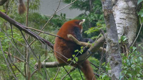 Red-Panda-scratches-back-against-tree-branch-up-in-canopy-at-zoo