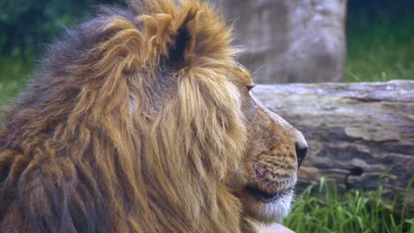 Nahaufnahme-Eines-Zottigen-Männlichen-Löwenkopfes,-Der-Sich-Dreht,-Während-Er-Auf-Dem-Boden-Im-Dubliner-Zoo-In-Irland-Sitzt