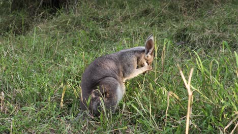 Australisches-Einheimisches-Sumpfwallaby,-Das-Mit-Seinen-Pfoten-Sein-Gesicht-Reinigt,-Während-Es-Hohes-Gras-Frisst
