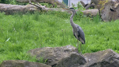 Grey-heron-struts-and-leaps-off-of-rock-flying-into-air,-dublin-zoo-ireland