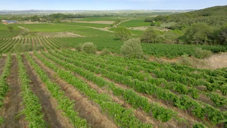 Slow-aerial-shot-overhead-vibrant-vineyards-in-the-south-of-France