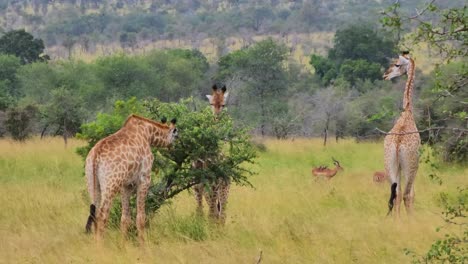 Two-giraffes-bending-their-necks-to-eat-from-a-shrub-with-some-antelope-feeding-in-the-background