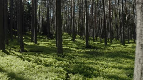Drone-Flying-Low-Through-Green-Pine-Forest