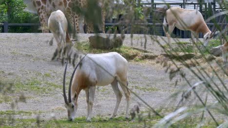 Krummsäbelgehörnter-Oryx-Grast-Durch-Grasland,-Dahinter-Eine-Giraffe,-Dubliner-Zoo,-Irland