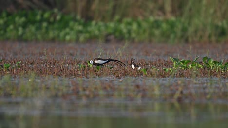Pair-of-Pheasant-tailed-jacana-Matting-Dance-in-Wetland
