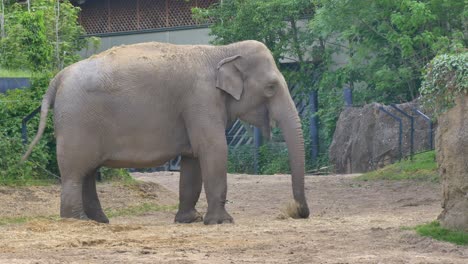 Elefante-Grande-Envuelve-Heno-De-Pasto-Desde-El-Suelo-Hasta-La-Boca-Para-Comer-En-El-Zoológico-De-Dublín,-Irlanda