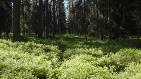 Drone-Flying-Low-Through-Pine-Forest-In-Summer