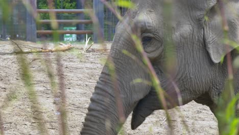 Elephant-picks-up-dirt-and-sprays-it-around-with-tusk,-foreground-reeds-and-grasses-in-zoo