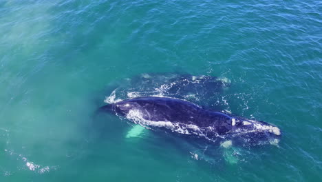 Southern-Right-whale-mating-group-in-clear-blue-Atlantic-waters