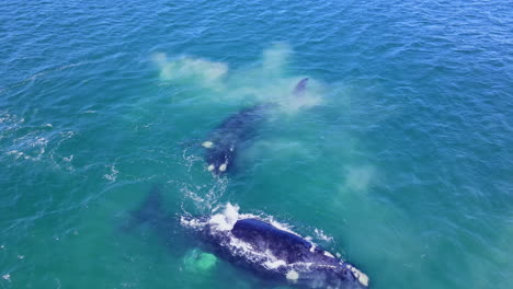 Sediment-in-coastal-waters-of-Hermanus-churned-up-by-mating-aggregation-of-Southern-Right-whales-Eubalaena-australis,-top-aerial-view
