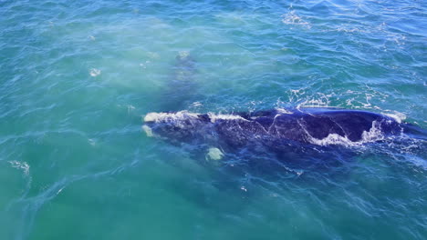 Close-up-aerial-view-of-mating-group-of-Southern-Right-whales,-Hermanus