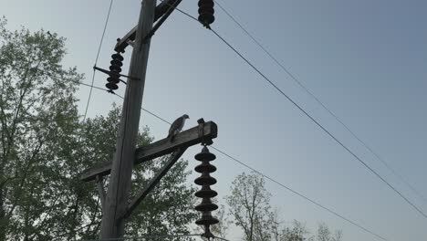 Großer-Vogel,-Der-Auf-Stromleitungen-Ruht