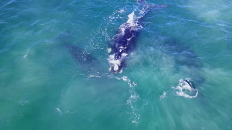 Group-of-Southern-Right-whales-in-blue-atlantic-waters-of-Hermanus,-aerial-view