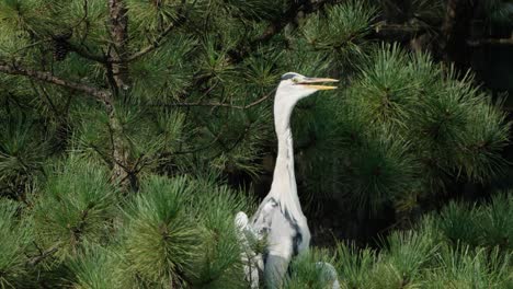 Grey-Heron-Perched-on-Pine-Tree-in-a-Wild-Singing-With-Open-Bill-Shaking-Throat-Clucking-go-go-gos,-Building-to-a-Rapid-Frawnk-Squawk