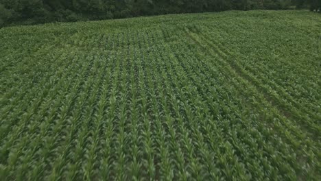 Aerial-drone-view-of-green-cornfield