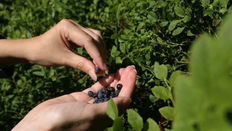 Picking-berries,-blueberry-picking,-wild-berries-in-forest