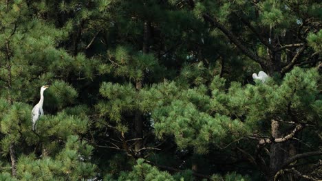 Grey-Heron-Perched-on-Pine-Trees-in-South-Korea-in-Summer