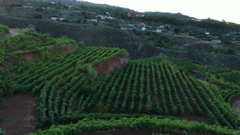vineyard-fields:-aerial-view-traveling-in-and-at-high-altitude-over-grape-growing-fields,-during-sunset