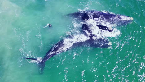 Male-right-whales-driving-the-female-during-their-courtship-ritual,-drone