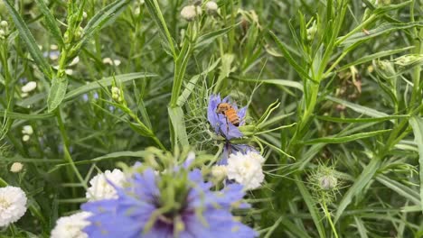 Honigbiene-Landet-Auf-Einer-Blume,-Um-Pollen-Zu-Sammeln