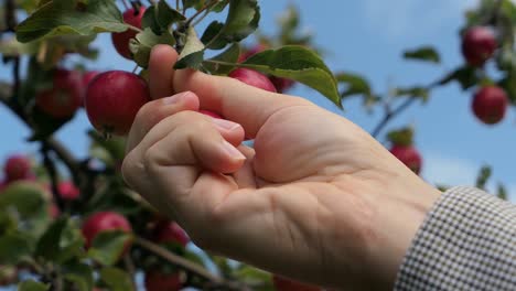 Red-apple-on-tree,-hand-picking-small-red-apple,-close-up