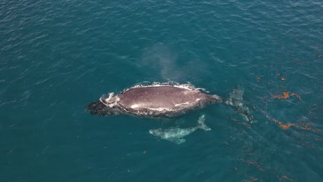 Humpback-whales-mother-and-calf
