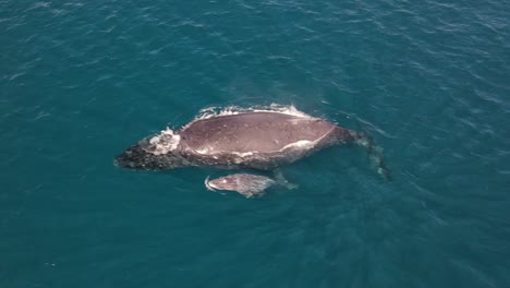 Mother-and-baby-humpback-whales