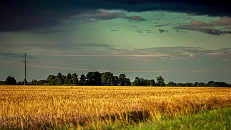 A-Golden-Agricultural-Field-Landscape-With-A-Forest-Line-And-A-Calm-Wind-Shear