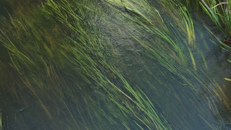 Long-grass,-algae-under-water-surface-sway-in-the-river-stream,-top-down-view