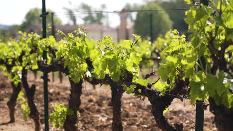 Slow-orbiting-shot-showing-juvenile-grapevines-growing-within-a-vineyard-in-Nimes