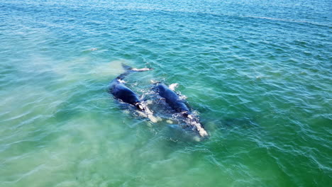 Southern-Right-whale-males-try-to-position-themselves-to-mate-with-female,-drone