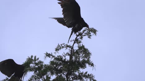 Turkey-Vulture-Cawing-and-Flapping-Wings-at-Top-of-Tree-After-Thunderstorm