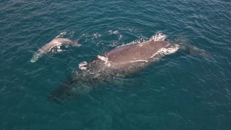 Humpback-whales-mother-and-calf-swimming