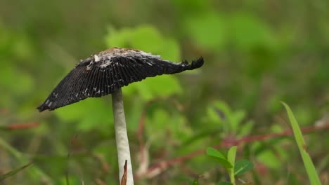 Mushroom-in-pond-area-.-black-