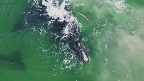 Wale-Wirbeln-Während-Der-Kopulation-Wasser-Auf,-Südliche-Rechte-Paarungsansammlung,-Drohne