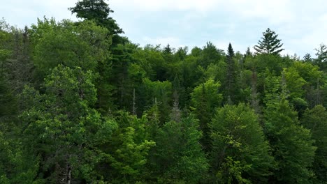 Rising-over-the-treeline-in-the-Adirondacks