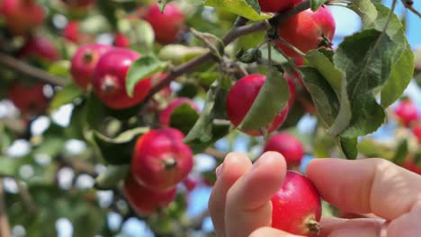 Man-picking-red-apple-from-tree,-small-apple-crabapple-close-up